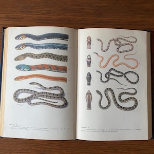 以下が含まれることがあります： 様々なヘビの種の詳細なイラストが掲載された開いた本。イラストは、黒、青、緑、茶色など、さまざまな色と模様のヘビを示しています。本は木製の表面に開かれています。