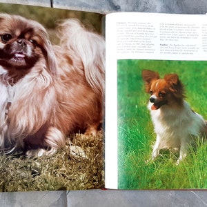 Geïllustreerd boek over honden.   Oud boek Hondenrassen