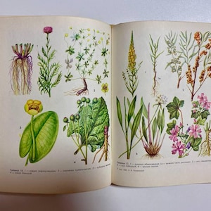 Può includere: Un libro aperto che mostra due pagine di illustrazioni botaniche. La pagina sinistra presenta quattro disegni di piante numerati, tra cui una ninfea gialla. La pagina destra mostra cinque schizzi di piante numerati con foglie verdi e fiori rosa.