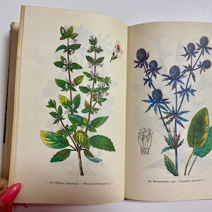 以下が含まれることがあります： クリーム色のページに2つの植物画が描かれた開いた本。左ページには小さな白い花をつけた緑の植物が描かれ、Melissa officinalis L.と記されている。右ページには青い棘のある植物が描かれ、Eryngium planum L.と記されている。