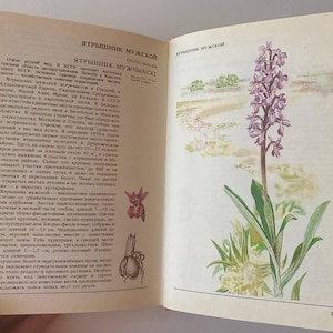 May include: An open book page 243 featuring Russian text about the Orchis mascula plant. The left page contains descriptive paragraphs, while the right page displays a detailed botanical illustration of a tall purple flower with green leaves.