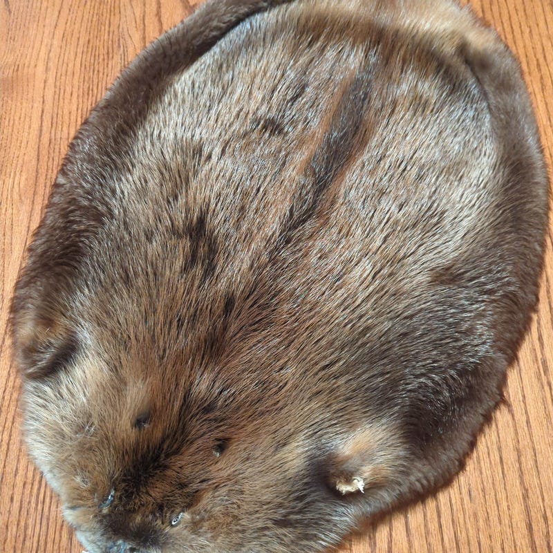 Beaver Pelt Etsy Beaver Pelt Etsy