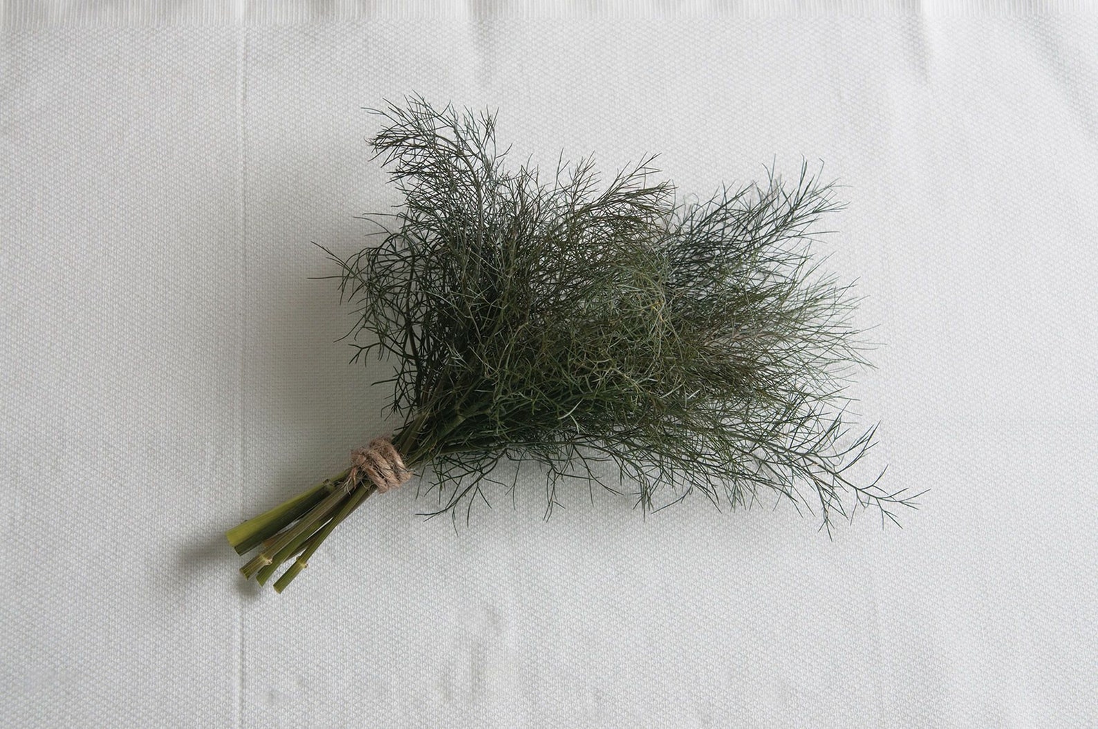 Bronze Leaf Fennel Organic Seeds Etsy