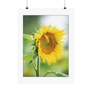 Zonnebloem matte verticale poster 18x24&quot;