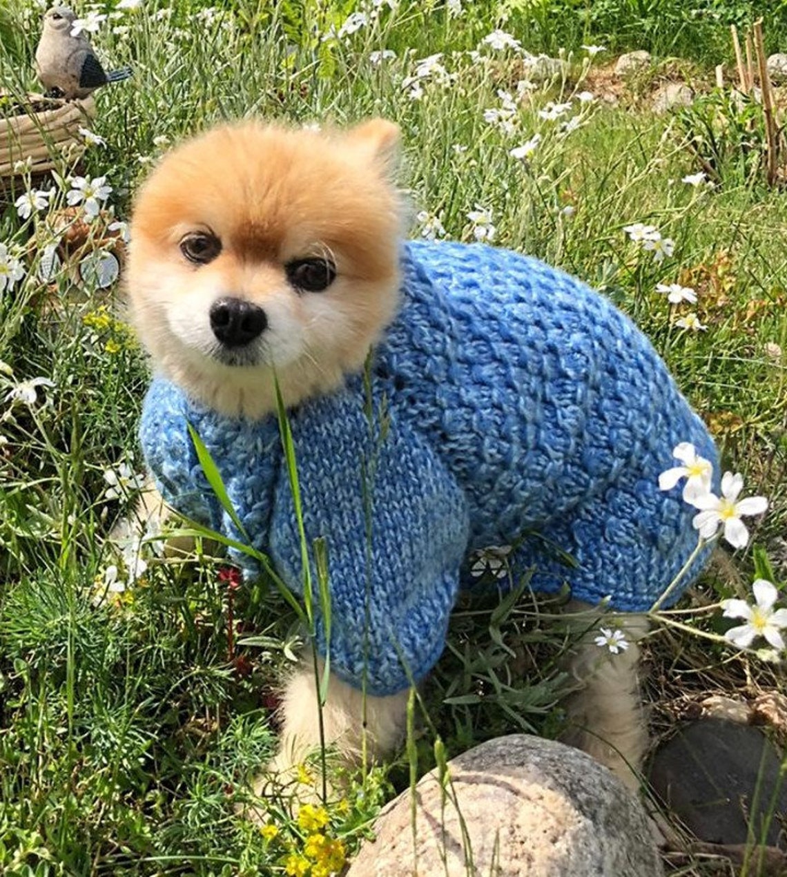 Blue chihuahua sweater Warm Knitted sweater for small dogs Etsy