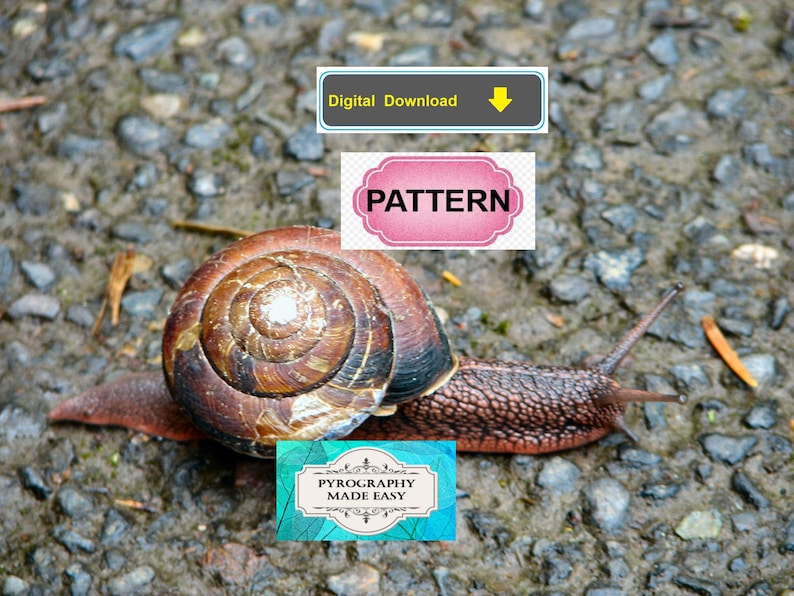 Puede incluir: Un caracol con una concha marr&oacute;n y bronceada se arrastra sobre una superficie texturizada. La imagen incluye el texto "Digital Download", "PATTERN" y "PYROGRAPHY MADE EASY".