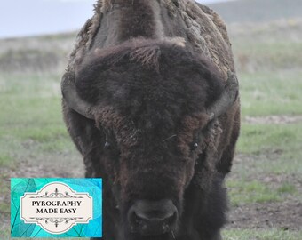 Bison front facing Pyrography Pattern: wood burning pattern (digital download)