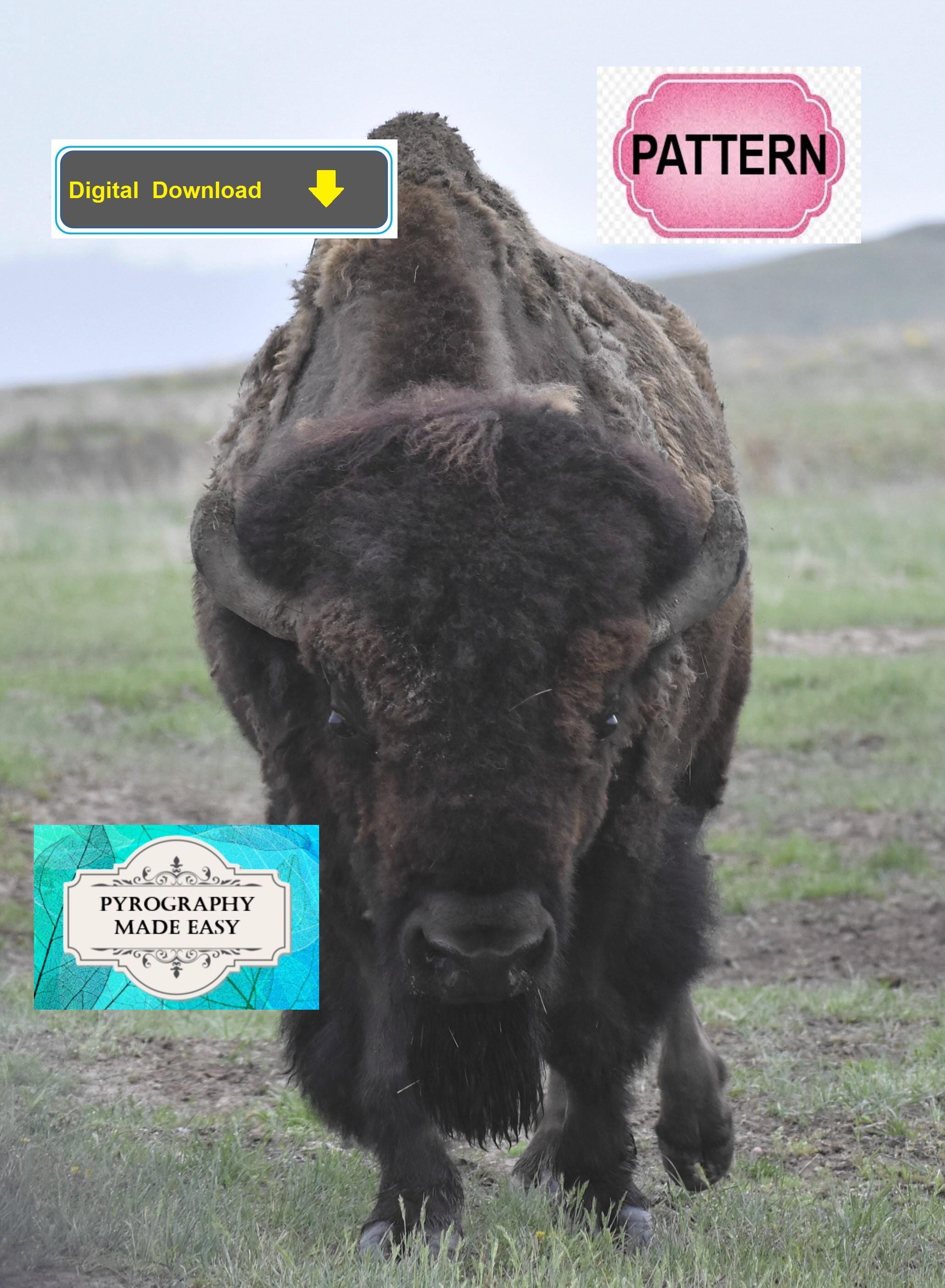 Bison Front Facing Pyrography Pattern: Wood Burning Pattern (digital ...