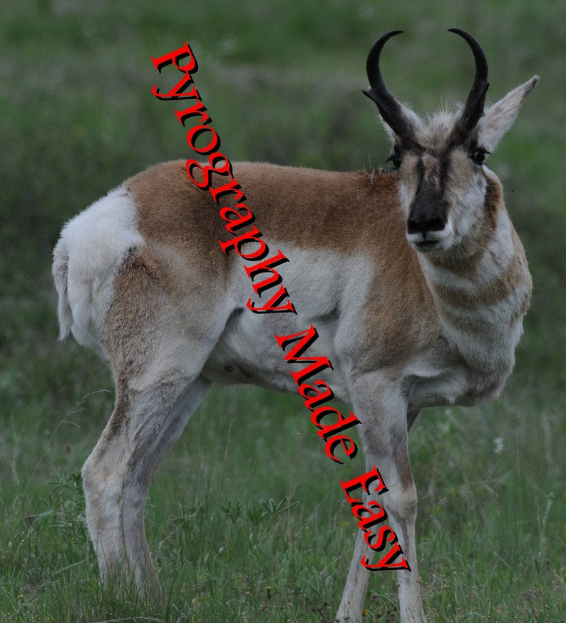 Pronghorn Antelope Pyrography Pattern Wood burning pattern digital download