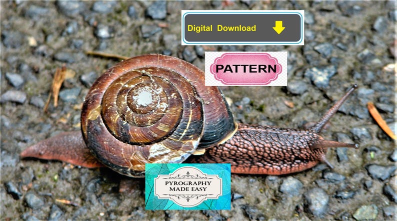 Puede incluir: Un caracol con una concha marr&oacute;n y beige se arrastra sobre una superficie texturizada. El cuerpo del caracol es de color marr&oacute;n y beige moteado. La imagen incluye el texto "Digital Download", "Pattern" y "Pyrography Made Easy".