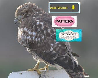 Perched Hawk Pyrography Pattern Wood burning pattern digital download