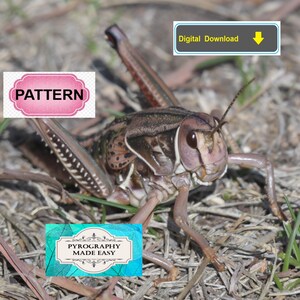 Plains Lubber Grasshopper Pyrography Pattern: wood burning art pattern (digital download)