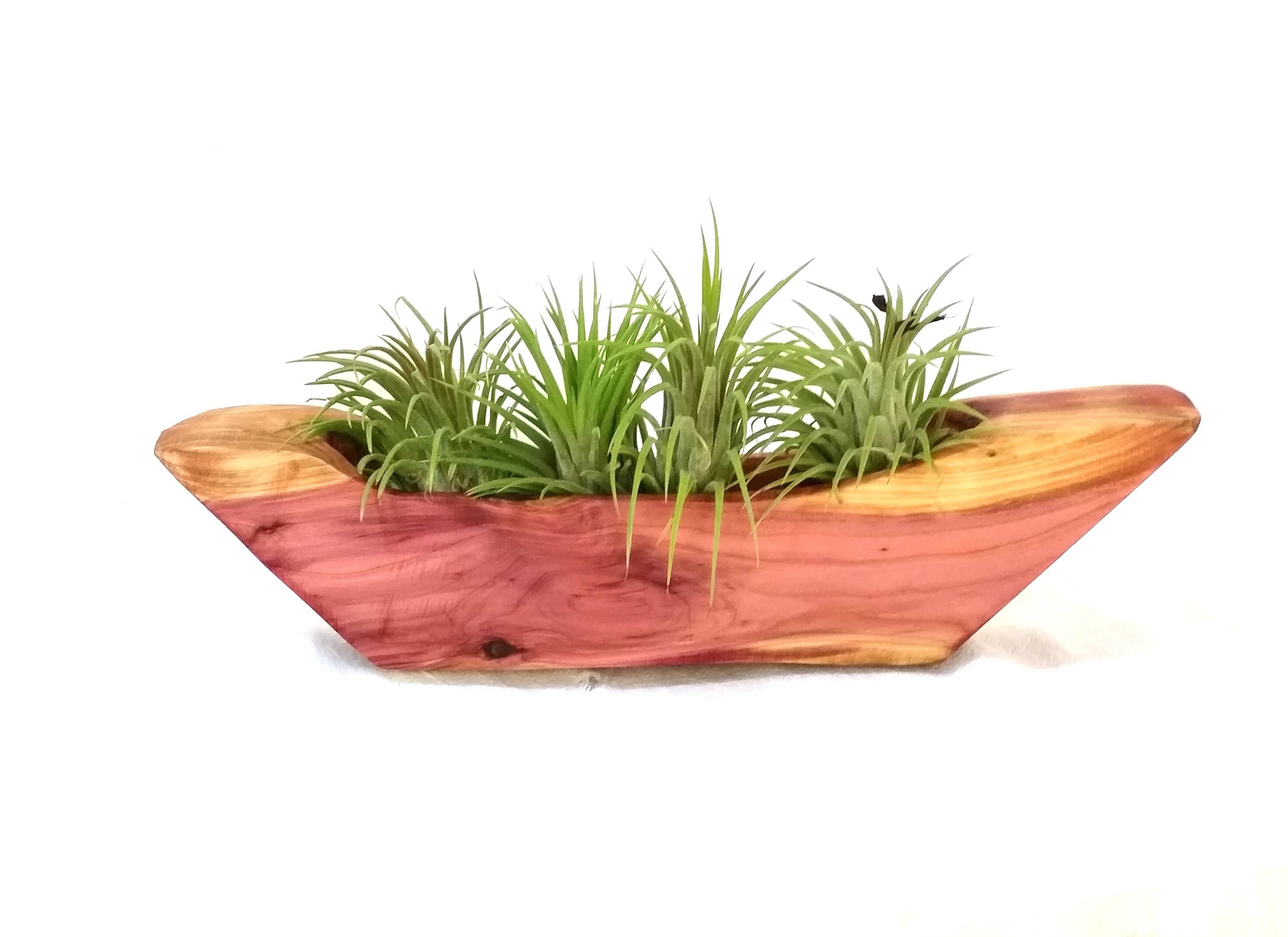 Plantes de l’air en cèdre porte, Air plantes Tillandsia, cèdre Terrarium, plante d’Air contenant, porte plante d’Air, pot usine d’Air. Plantes de l’air l’air l’air en cèdre porte, Air plantes Tillandsia, cèdre Terrarium, plante d’Air contenant, porte plante d’Air, pot usine d’Air. a3020f