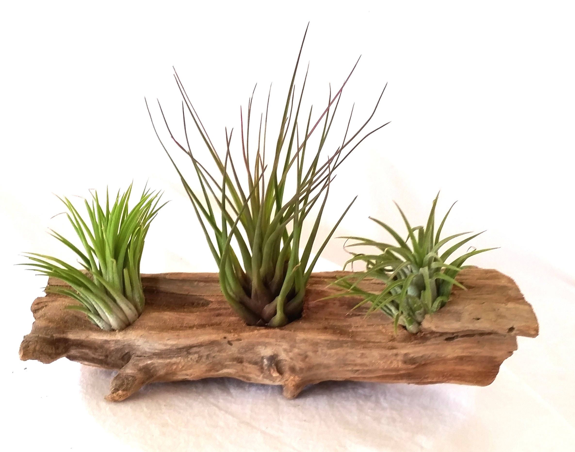 Air plants on driftwood