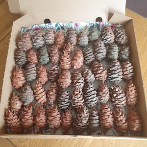 May include: A collection of numerous brown pine cones arranged in a cardboard box. The box is lined with a white paper featuring a colourful floral pattern of small flowers and green leaves. The pine cones vary in size and shade of brown.