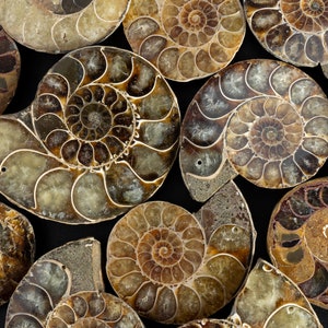 AAA Genuine Natural Conch Fossil Shell Pendant Whelk Shape Ammonite Top Drilled Gemstone Charms For Summer Sea Style