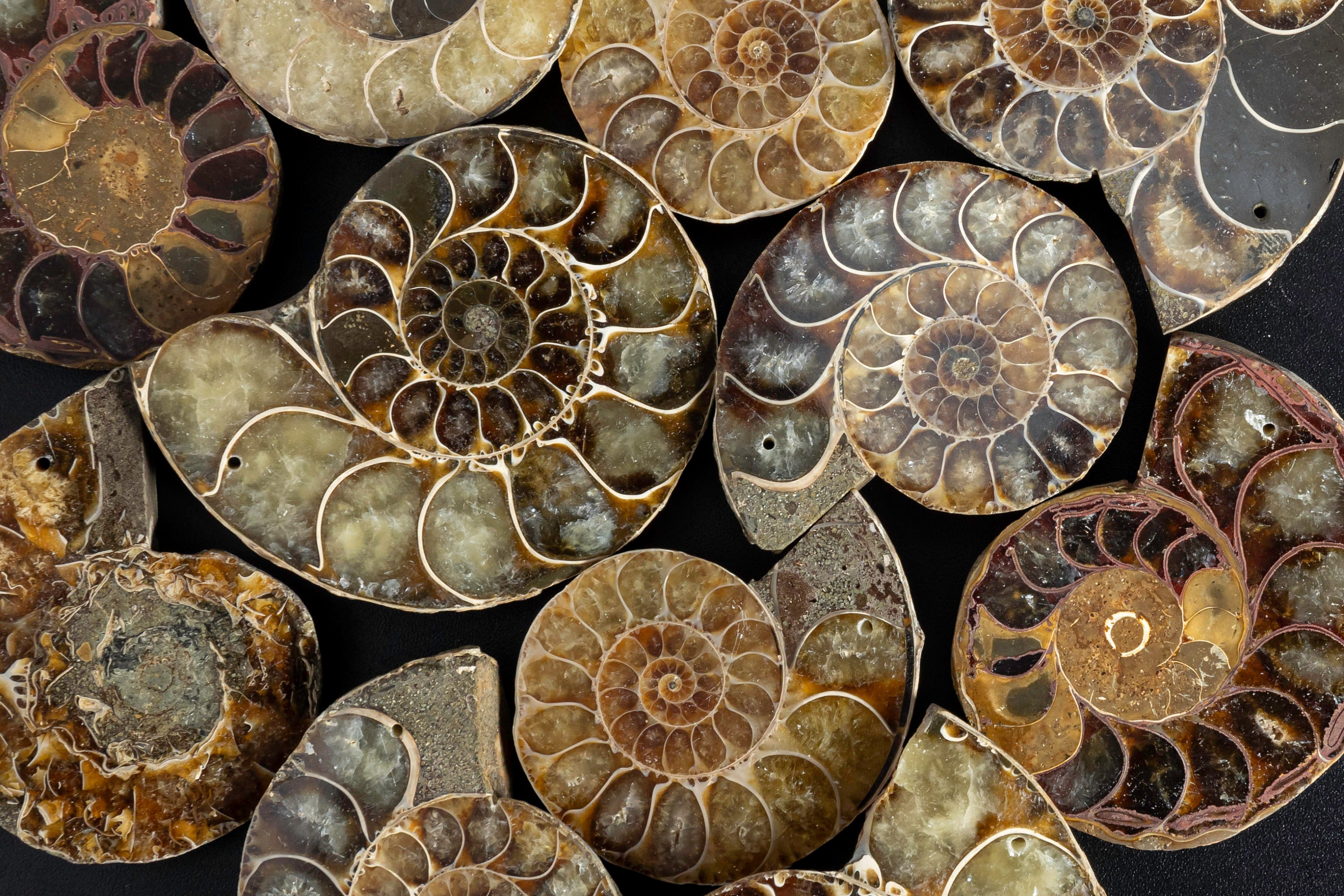 AAA Genuine Natural Conch Fossil Shell Pendant Whelk Shape Ammonite Top ...