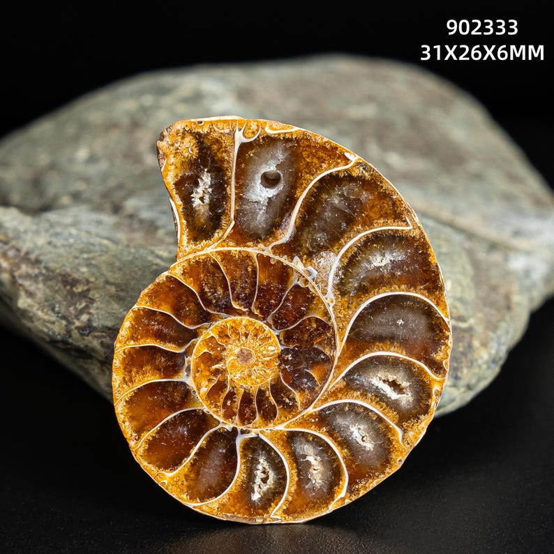 AAA Genuine Natural Conch Fossil Shell Pendant Whelk Shape Ammonite Top ...