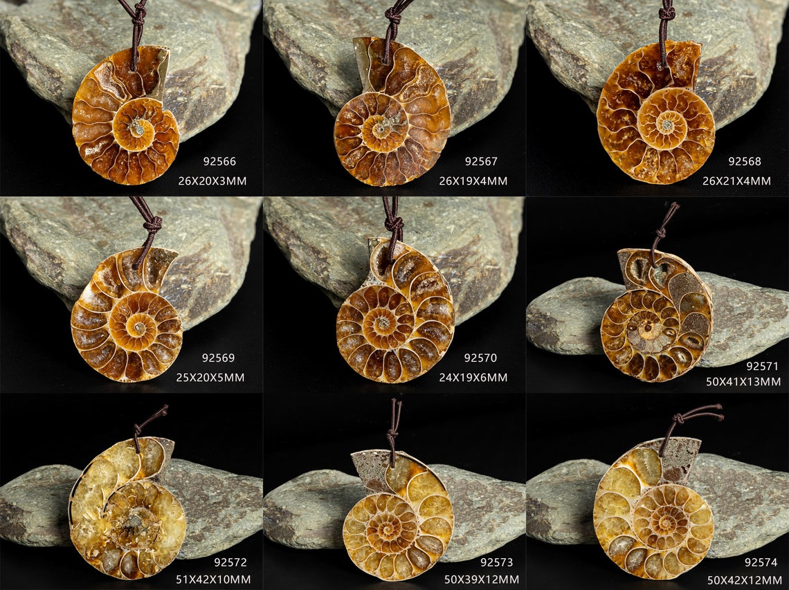 AAA Genuine Natural Conch Fossil Shell Pendant Whelk Shape Ammonite Top ...