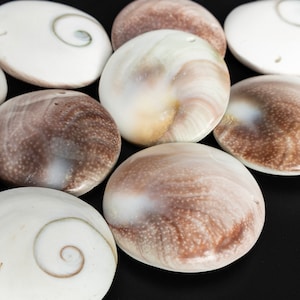 May include: A collection of eight white and brown oval-shaped seashells with swirling patterns. The shells have a smooth, polished surface.