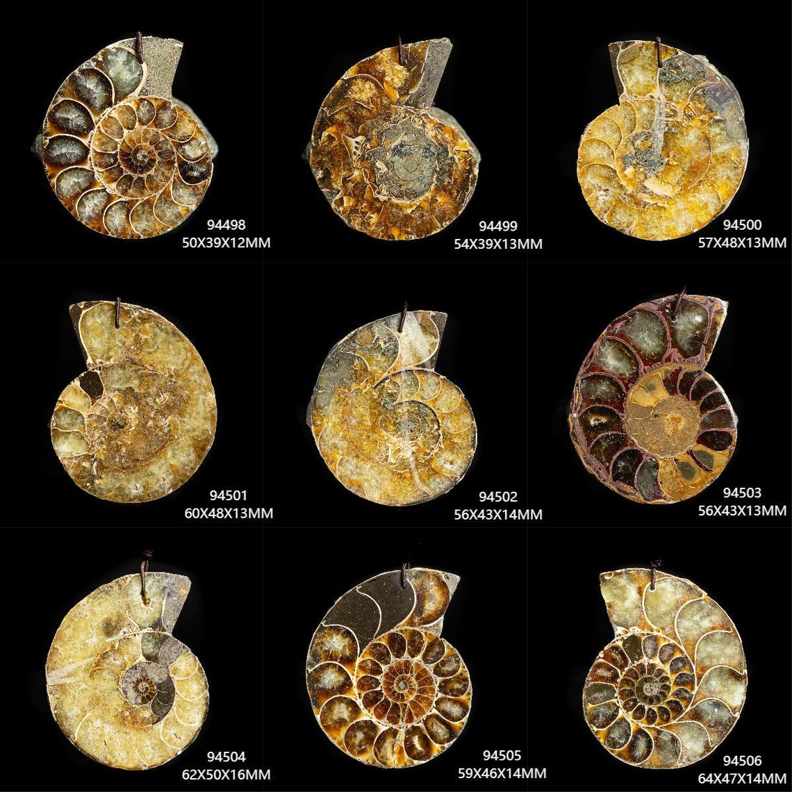 AAA Genuine Natural Conch Fossil Shell Pendant Whelk Shape Ammonite Top ...