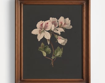 White Geranium on Black Print | Dark Moody Botanical Art, Large Antique Framed Floral Illustration