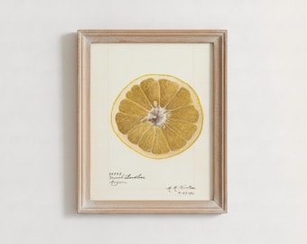 Lámina botánica vintage de limón/ilustración de rodajas de cítricos, decoración de pared de cocina, decoración de granja antigua (papel o lienzo)