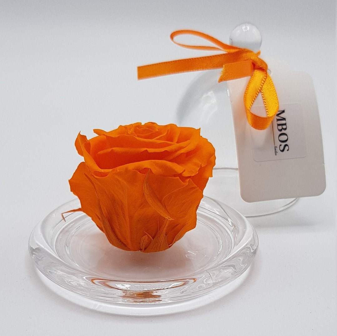 Dôme de fleurs éternelles en verre Dôme de fleurs préservées Décoration de bureau 640