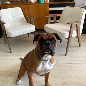 May include: A brown and white boxer dog sitting on a light wood floor in front of two white chairs with wooden legs. The chairs are in front of a wooden cabinet with a black top and a record player on it.