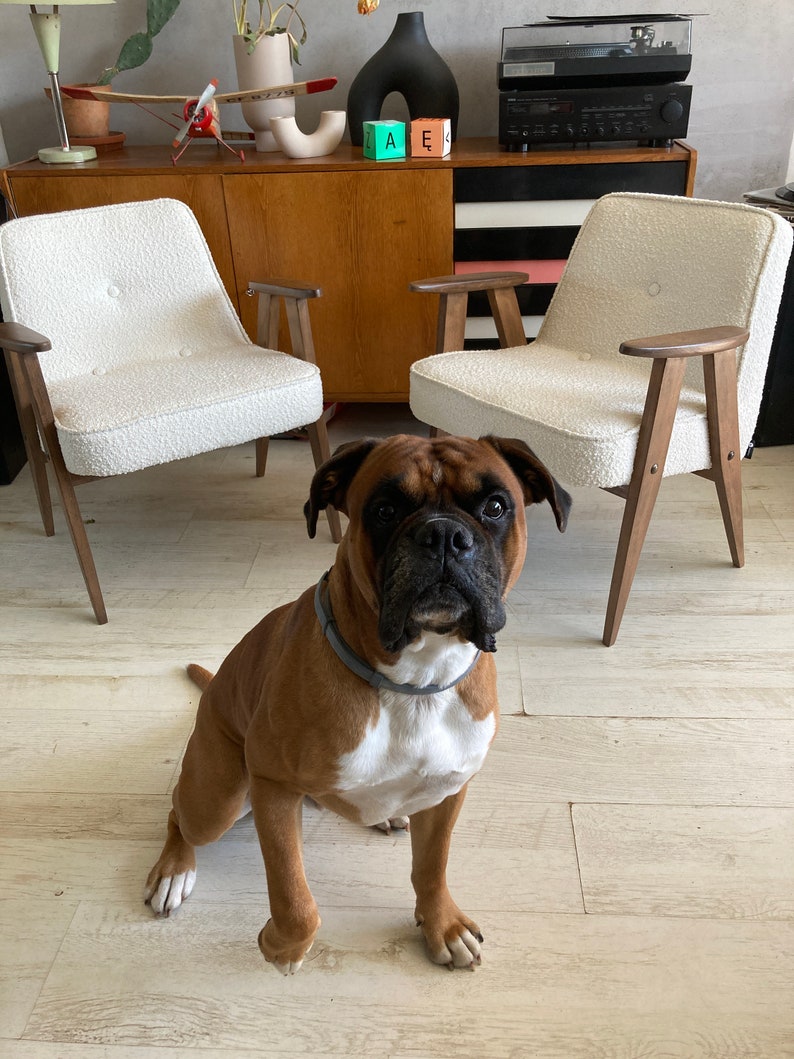 May include: A brown and white boxer dog sitting on a light wood floor in front of two white chairs with wooden legs. The chairs are in front of a wooden cabinet with a black top and a record player on it.