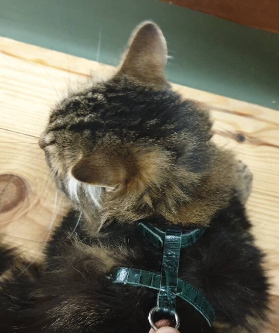 Harnais Chat Ou Tout Petit Chien En Cuir Très Soupleboutique En Congé Du 1011 Au 25112019