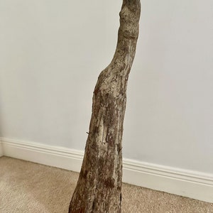 Cypress Knee with Bark