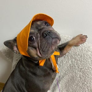 Op de afbeelding: Een donkergekleurde Franse Bulldog met grote, expressieve ogen draagt een feloranje zonnehoedje. Het hoedje heeft een brede, gestructureerde rand en stoffen linten die stevig onder de kin zijn geknoopt en het gezicht van de hond omlijsten.
