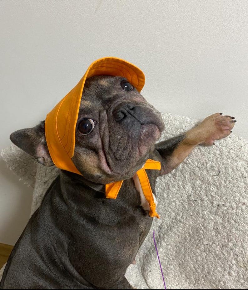 Op de afbeelding: Een donkergekleurde Franse Bulldog met grote, expressieve ogen draagt een feloranje zonnehoedje. Het hoedje heeft een brede, gestructureerde rand en stoffen linten die stevig onder de kin zijn geknoopt en het gezicht van de hond omlijsten.