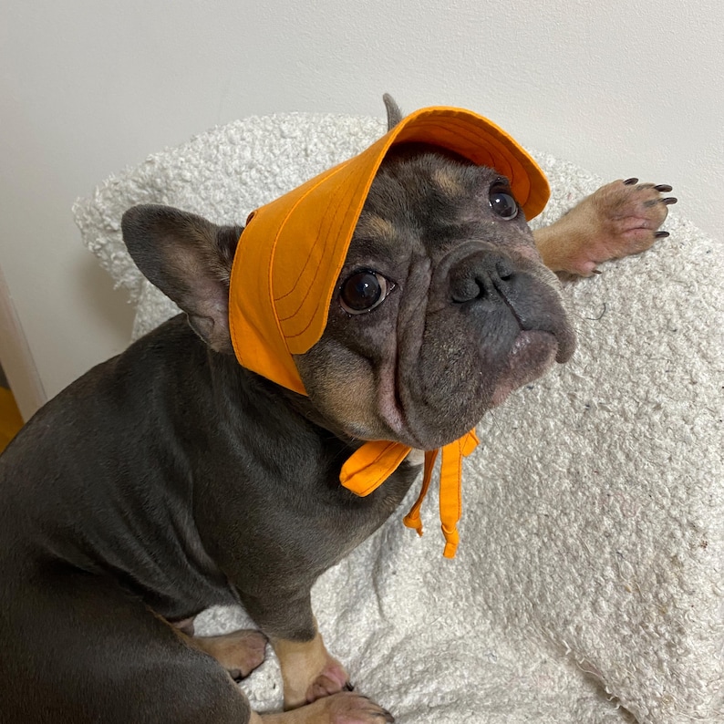 Op de afbeelding: Een donkergekleurde Franse Bulldog met grote, expressieve ogen draagt een feloranje zonnehoedje. Het hoedje heeft een brede, gebogen rand en stoffen linten die stevig onder de kin zijn geknoopt, waardoor het gezicht en de oren van de hond worden omlijst.