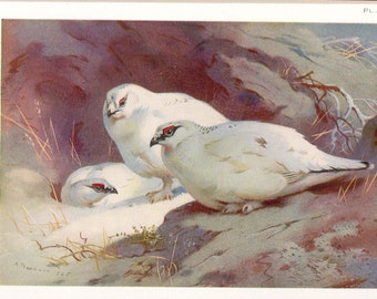 Archibald Thorburn bird print, Ptarmigan (winter)