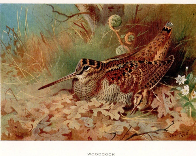 Archibald Thorburn bird print, Woodcock
