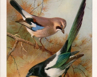 Archibald Thorburn bird print, Jay and Magpie