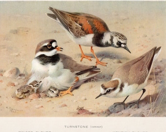 Archibald Thorburn bird print, Turnstone and plover