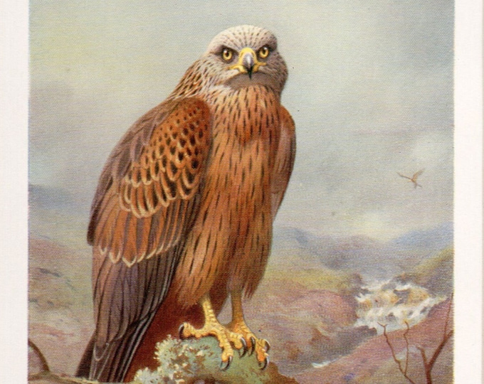 Archibald Thorburn bird print, Kite