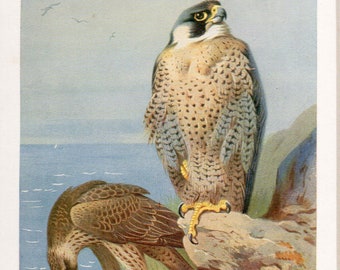 Vintage Archibald Thorburn bird print, Peregrine Falcon