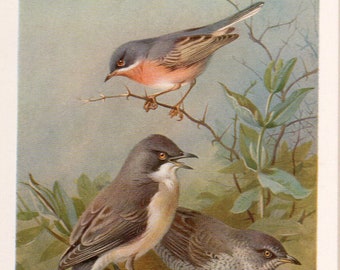 Archibald Thorburn bird print, 3 warblers