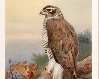 Archibald Thorburn bird print, Goshawk