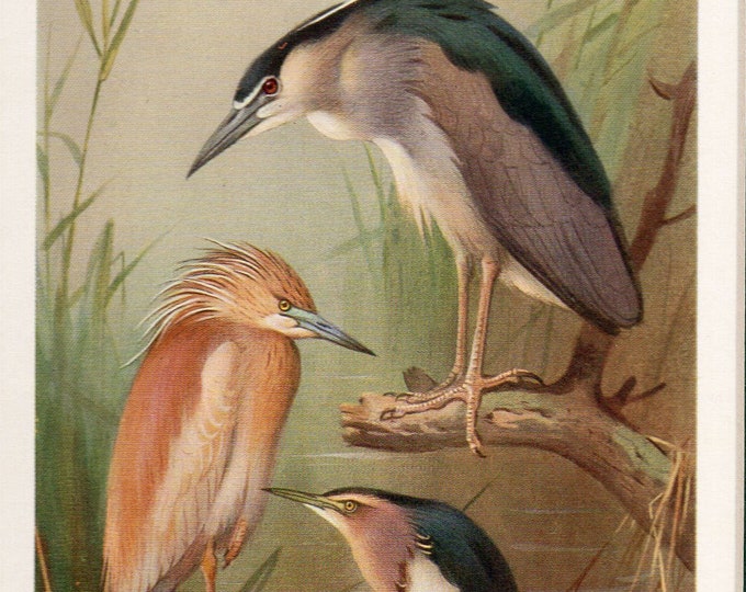 Archibald Thorburn bird print, Three herons
