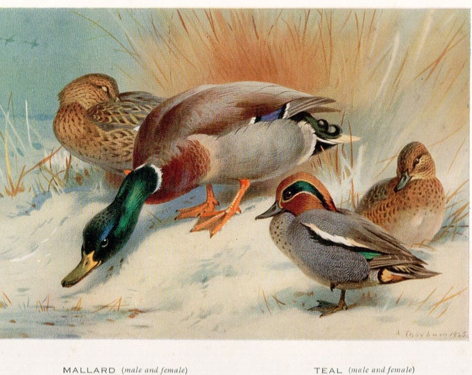 Archibald Thorburn bird print, Mallard and Teal