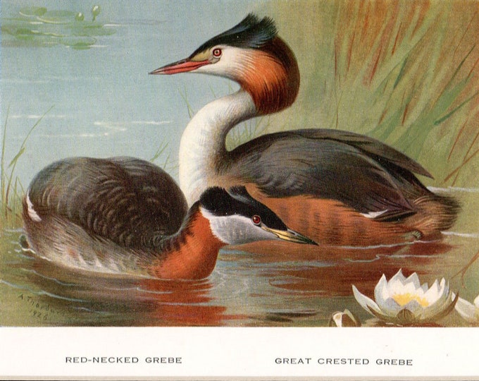 Archibald Thorburn bird print, 2 Grebes