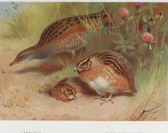 Archibald Thorburn bird print, Land-Rail and Quail