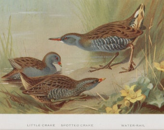 Archibald Thorburn bird print, 2 Crakes and a Water-Rail