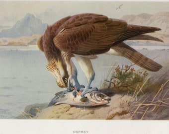 Archibald Thorburn bird print, Osprey