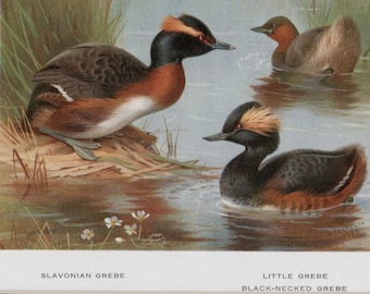 Archibald Thorburn bird print, 3 grebes